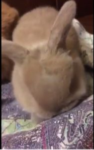 Bunnies just right!