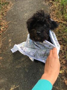 jennybealedogmap