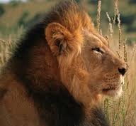 Lions too stupid, Fish too easy!