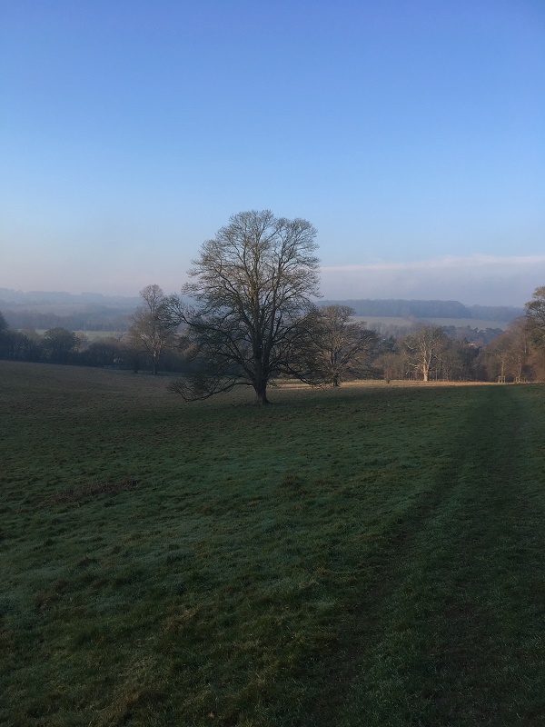 HS2-cuts-through-woods-great-missenden
