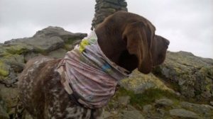 neckwarmer-dog