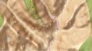 grand-canyon-map-splashmap